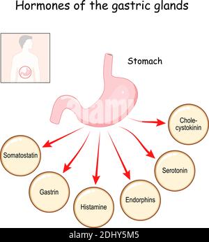 Ormoni delle ghiandole gastriche (colecistochinina, serotonina, endorfine, istamina, gastrina, somatostatina). Stomaco. Sistema endocrino umano. Vettore Illustrazione Vettoriale