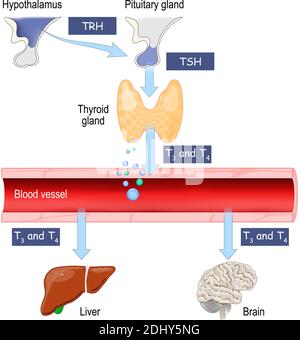 Ormoni tiroidei. Regolazione delle funzioni vitali del corpo. Sistema endocrino umano. Illustrazione vettoriale per uso medico, educativo e scientifico. Illustrazione Vettoriale