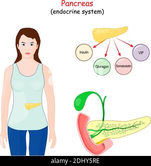 pancreas. organo digestivo, e parte di un sistema endocrino. Struttura, posizione e funzione del pancreas Illustrazione Vettoriale