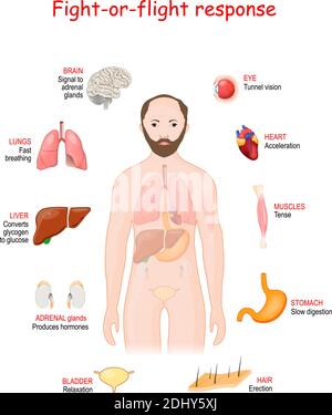 Reazione fisiologica che si verifica in risposta alla minaccia per la vita. Adrenalina e norepinefrina Illustrazione Vettoriale