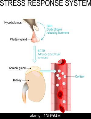 sistema di risposta allo stress. la risposta al combattimento o al volo è una reazione fisiologica che si verifica in risposta alla minaccia alla vita. diagramma vettoriale Illustrazione Vettoriale