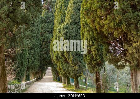 Viale che conduce al parco di San Vigilio. Il parco forma una penisola che chiude il Golfo di Garda a nord-ovest. San Vigilio è sempre stato un de Foto Stock