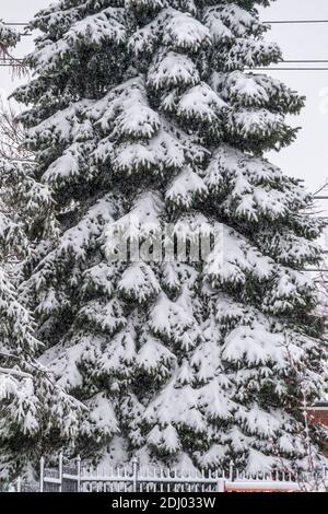 Primo piano vista di un pino in un cortile residenziale coperto di neve dopo una nevicata pesante a Toronto, Canada Foto Stock