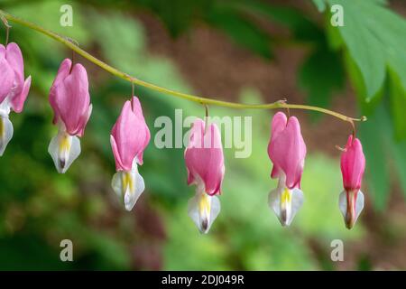 Issaquah, Washington, Stati Uniti. Sangue cuore (Lamprocapnos spectabilis) fiori Foto Stock