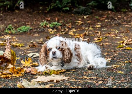 Issaquah, Washington, Stati Uniti. Mandy, un re Cavalier Charles Spaniel, sul suo vialetto in autunno Foto Stock