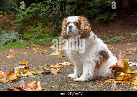 Issaquah, Washington, Stati Uniti. Mandy, un re Cavalier Charles Spaniel, sul suo vialetto in autunno Foto Stock