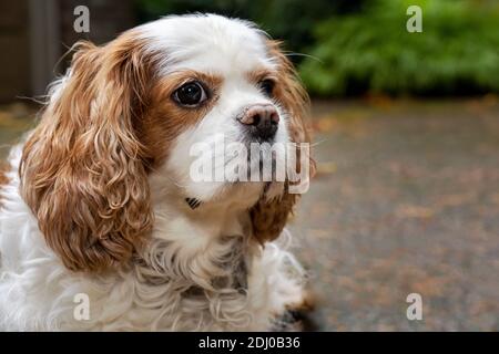 Issaquah, Washington, Stati Uniti. Mandy, un re Cavalier Charles Spaniel, sul suo vialetto in autunno Foto Stock