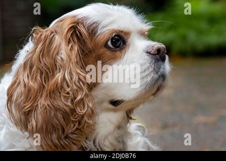 Issaquah, Washington, Stati Uniti. Mandy, un re Cavalier Charles Spaniel, sul suo vialetto in autunno Foto Stock