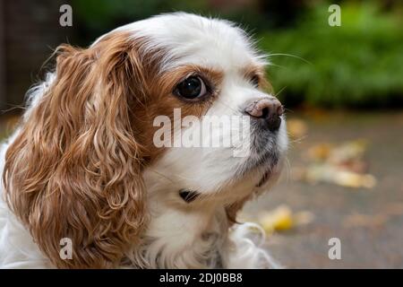 Issaquah, Washington, Stati Uniti. Mandy, un re Cavalier Charles Spaniel, sul suo vialetto in autunno Foto Stock