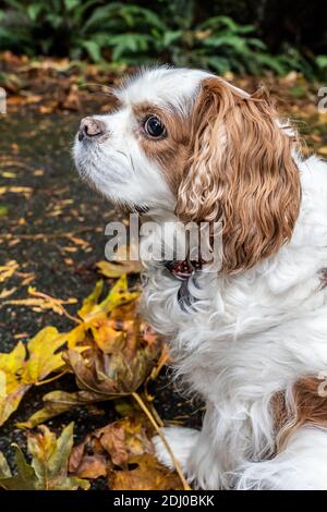 Issaquah, Washington, Stati Uniti. Mandy, un re Cavalier Charles Spaniel, sul suo vialetto in autunno Foto Stock