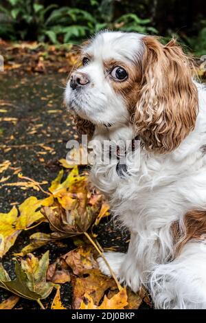 Issaquah, Washington, Stati Uniti. Mandy, un re Cavalier Charles Spaniel, sul suo vialetto in autunno Foto Stock