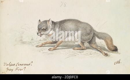 The Grey Fox, Charles Hamilton Smith, 1776–1859, belga, ca. 1837, inchiostro acquerello, penna e marrone, inchiostro grigio e grafite su carta media, liscia, crema, wove, foglio: 3 13/16 × 6 5/8 pollici (9.7 × 16.8 cm), arte animale Foto Stock