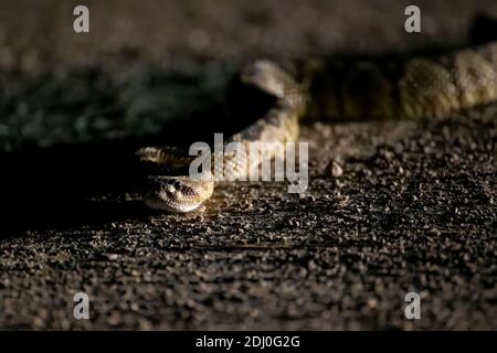 Rattlesnake con coda nera che si arrampicava verso la telecamera su strada sterrata in un primo piano notturno a basso angolo in Arizona. Foto Stock