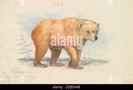 The Brown Bear, Charles Hamilton Smith, 1776–1859, belga, ca. 1837, acquerello, grafite, penna e inchiostro marrone su carta medium, liscia, crema, wove, foglio: 4 5/16 × 6 3/4 pollici (11 × 17.1 cm Foto Stock