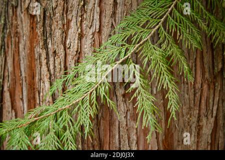 Issaquah, Washington, Stati Uniti. Tronco di cedro rosso occidentale con ramarchlet (witthe) che mostra le sue curve flessibili e aggraziate. Foto Stock