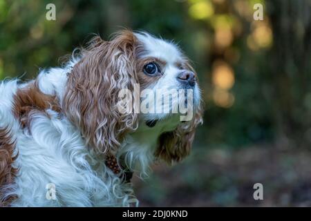 Issaquah, Washington, Stati Uniti. Primo piano di Mandy, re Cavalier Charles Spaniel, in autunno Foto Stock