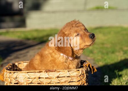 Issaquah, Washington, Stati Uniti. Acero, un cucciolo Red Golden Retreiver di 10 settimane, seduto in un cesto con i suoi occhi chiusi, in procinto di scuotere. Foto Stock