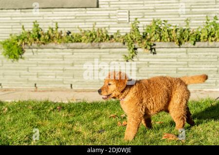 Issaquah, Washington, Stati Uniti. Acero, un cucciolo Red Golden Retreiver di 10 settimane, in piedi nel suo cortile. Foto Stock