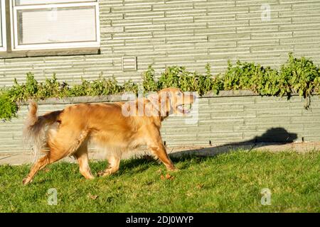 Issaquah, Washington, Stati Uniti. Aspen, un Golden Retriever che ha una palla da tennis. Foto Stock