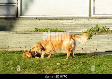 Issaquah, Washington, Stati Uniti. Maple, un cucciolo Red Golden Retreiver di 10 settimane, gioca a combattere con il suo compagno di gioco, Aspen, un adulto Golden Retreiver, nel thei Foto Stock