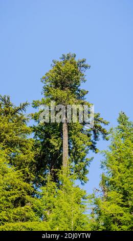 Alto albero verde di conifere in fitta foresta contro il cielo blu. Foto Stock