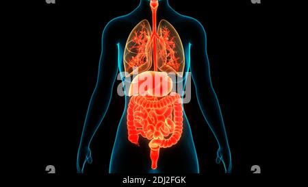 Human organi interni anatomia Foto Stock