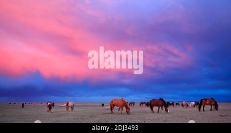 Mongolia grande steppa Foto Stock