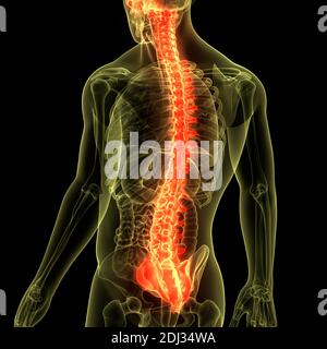 Colonna vertebrale del midollo spinale dell'anatomia del sistema scheletrico umano Foto Stock