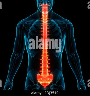 Colonna vertebrale del midollo spinale dell'anatomia del sistema scheletrico umano Foto Stock