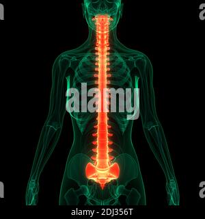 Colonna vertebrale del midollo spinale dell'anatomia del sistema scheletrico umano Foto Stock