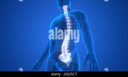 Colonna vertebrale del midollo spinale dell'anatomia del sistema scheletrico umano Foto Stock