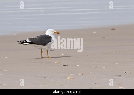 Lesser Black-backed Gull (Larus fuscus) su una spiaggia, Long Island, New York Foto Stock