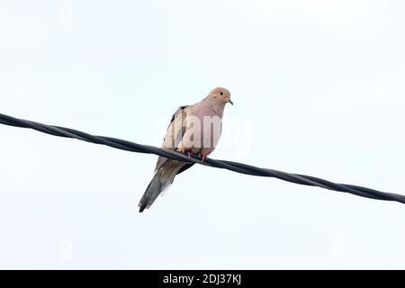 Mourning dove (Zenaida macroura) arroccato su un filo, Long Island, New York Foto Stock