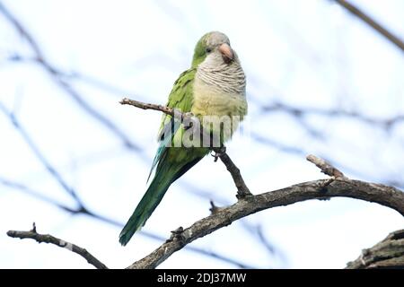 Monk Parakeet (Myiopsitta monachus) arroccato su un ramo, Long Island, New York Foto Stock