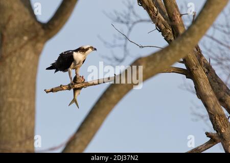 Osprey (Pandion haliaetus) che si nutra su un pesce, Long Island, New York Foto Stock