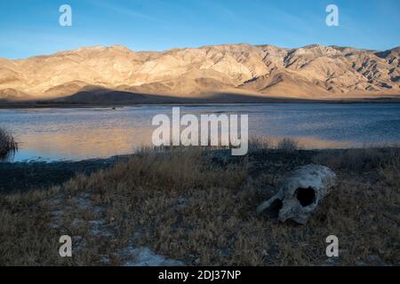 Il lago artificiale di Tinemaha è un lago della contea di Inyo, California, che fornisce acqua alle città della California meridionale. È una casa di fauna selvatica come uccelli. Foto Stock