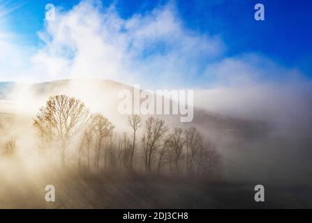 Gruppo di alberi che si innalzano dal mare di nebbia, tempo di inversione, colpo di drone, vista aerea, Mondseeland, Salzkammergut, Austria superiore, Austria Foto Stock