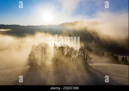 Gruppo di alberi che si innalzano dal mare di nebbia, tempo di inversione, colpo di drone, vista aerea, Mondseeland, Salzkammergut, Austria superiore, Austria Foto Stock