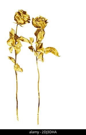 Due fiori di rosa dorati su sfondo bianco isolati primo piano, due rose d'oro a stelo lungo, bouquet di fiori di metallo giallo lucido, elemento decorativo Foto Stock