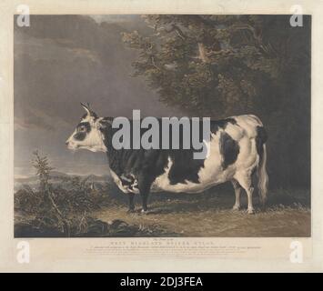 West Highland Heifer Kyloe, Stampa realizzata da Charles Turner, 1774–1857, inglese, After Thomas Bewick, 1753–1828, inglese, 1823, Mezzotint con colorazione a mano su carta media, leggermente testurizzata, con wove crema, foglio: 19 1/8 x 22 5/8 pollici (48.6 x 57.5 cm), piatto: 17 x 20 7/8 pollici (43.2 x 53 cm), e immagine: 15 1/2 x 20 5/8 pollici (39.4 x 52.4 cm), agronomia, arte animale, pecora (animale), agricoltura, allevamento, obesità, scienza Foto Stock