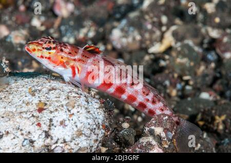 Rossspotted sabbia perch, Parapercis schauinslandii, Tulamben, Bali, Indonesia Foto Stock