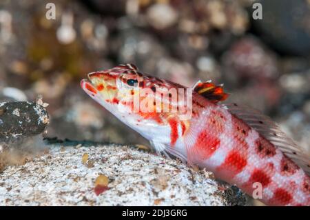 Rossspotted sabbia perch, Parapercis schauinslandii, Tulamben, Bali, Indonesia Foto Stock