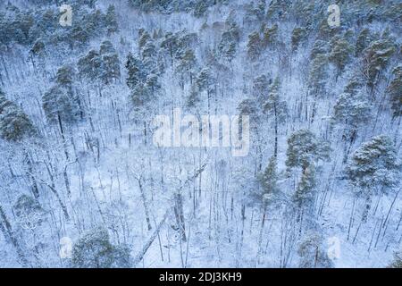 Vista aerea di una foresta coperta di neve in inverno Foto Stock