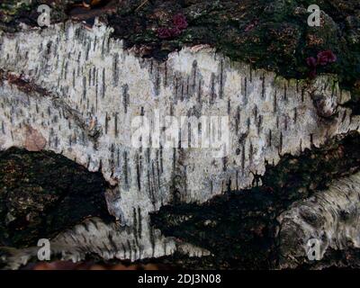 Fondo telaio argento betulla corteccia di sfondo con spazio per la copia Foto Stock