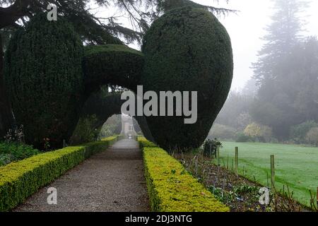 Colonne di Yew, arco di tasso, topiary di tasso, siepe di scatola, giardini formali, caratteristica di giardino di tasso, caratteristiche di giardino, inverno, nebbia, nebbia, giardinaggio invernale, Altamont Giardini, Corona Foto Stock