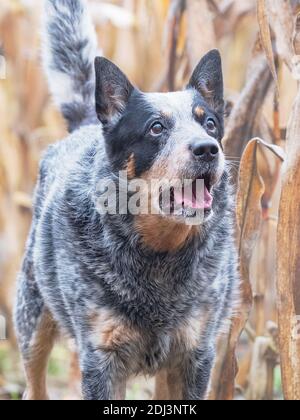 Divertente cane adulto in un campo di mais. Blue Heeler è una razza attiva di Cattles australiani. Intelligente cauto ed energico e anche leale genere. Foto Stock