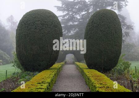 Colonne di Yew, arco di tasso, topiary di tasso, siepe di scatola, giardini formali, caratteristica di giardino di tasso, caratteristiche di giardino, inverno, nebbia, nebbia, giardinaggio invernale, Altamont Giardini, Corona Foto Stock