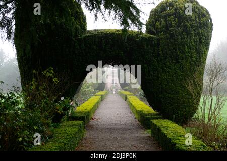 Colonne di Yew, arco di tasso, topiary di tasso, siepe di scatola, giardini formali, caratteristica di giardino di tasso, caratteristiche di giardino, inverno, nebbia, nebbia, giardinaggio invernale, Altamont Giardini, Corona Foto Stock