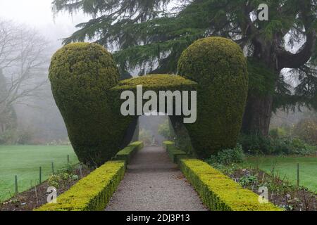 Colonne di Yew, arco di tasso, topiary di tasso, siepe di scatola, giardini formali, caratteristica di giardino di tasso, caratteristiche di giardino, inverno, nebbia, nebbia, giardinaggio invernale, Altamont Giardini, Corona Foto Stock