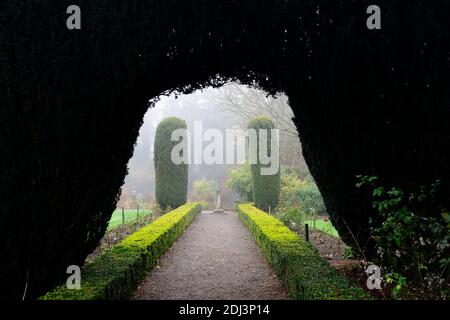 Colonne di Yew, arco di tasso, topiary di tasso, siepe di scatola, giardini formali, caratteristica di giardino di tasso, caratteristiche di giardino, inverno, nebbia, nebbia, giardinaggio invernale, Altamont Giardini, Corona Foto Stock